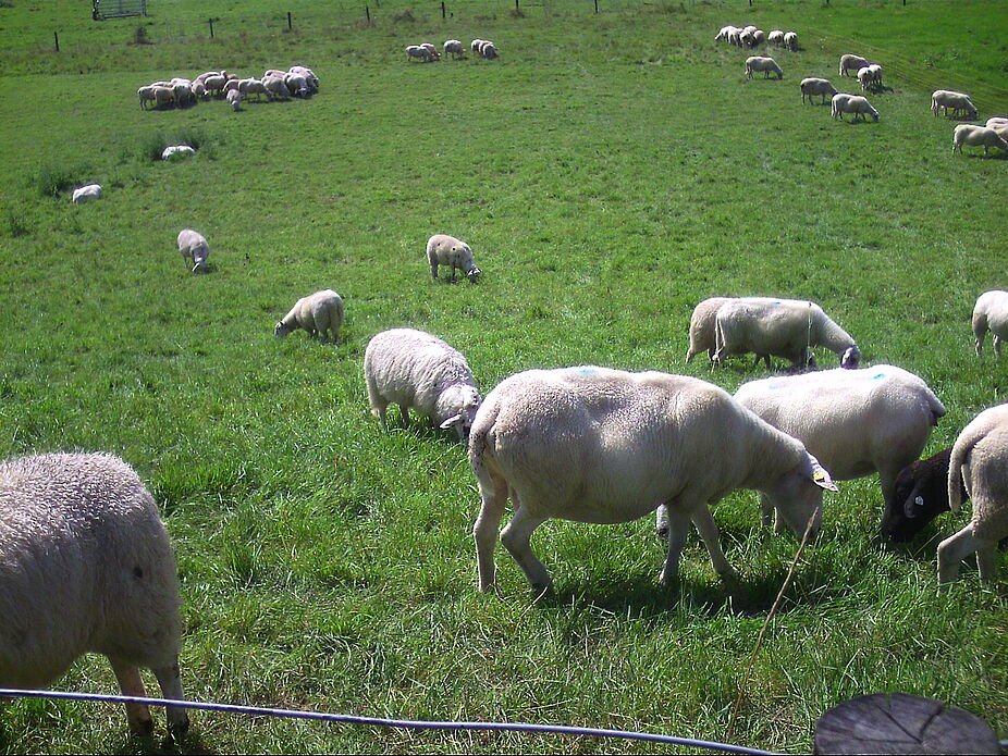 jede Menge Schafe