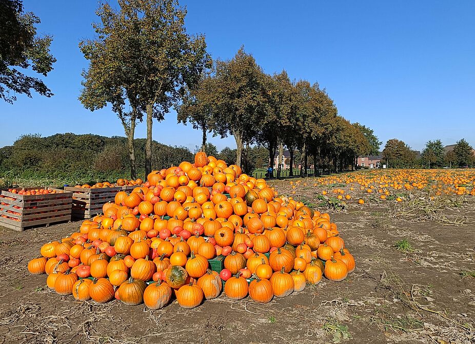 Kürbisfeld Kürbisfeld