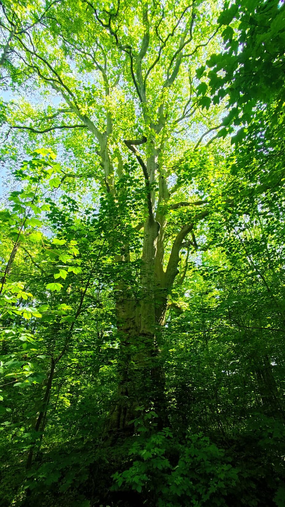 ...in der Uelzener Heide