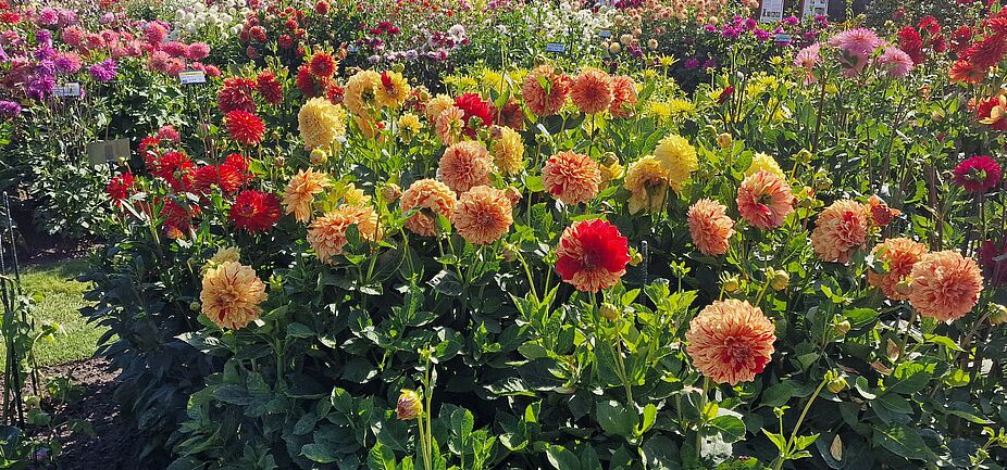 Die Dahlienpracht