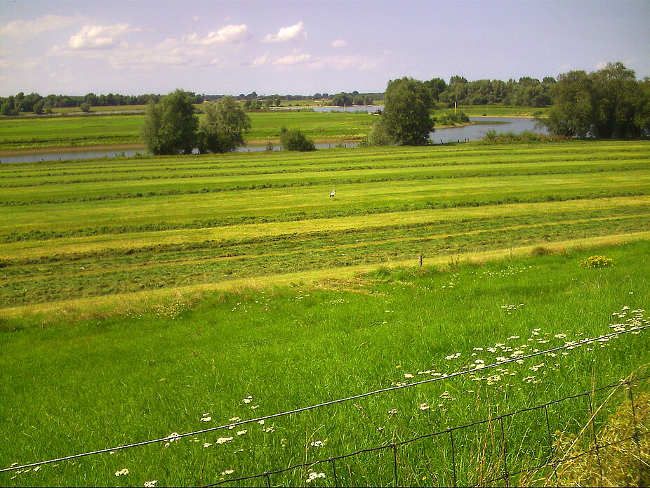 die Gegend ist bekannt wegen der vielen Störche, hier nur einer