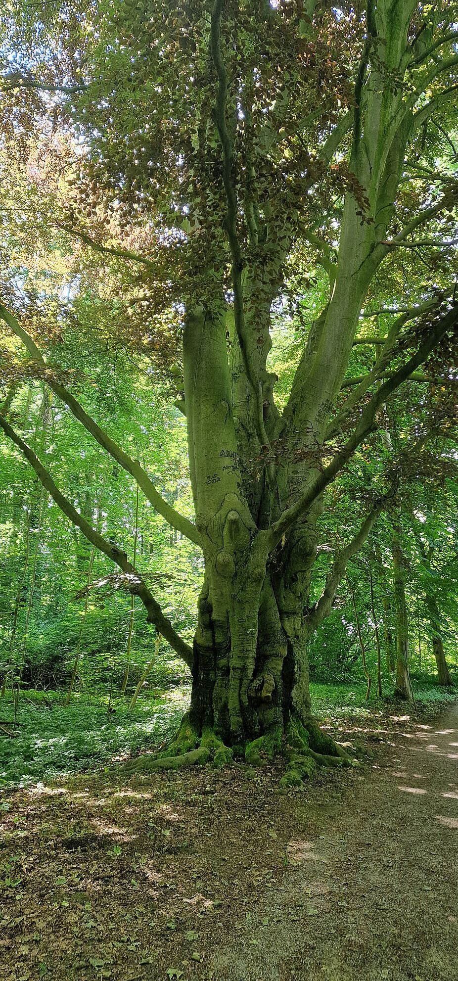 300 Jahre alte Bäume...